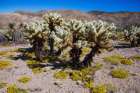 Springtime in Fargo Canyon, California Art Print